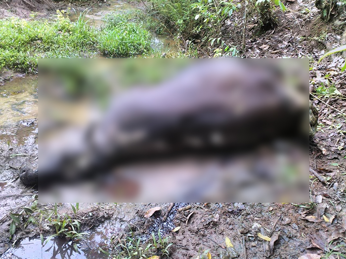 ಮಡಿಕೇರಿ: ಹುಲಿ ದಾಳಿಗೆ ಮತ್ತೊಂದು ಹಸು ಬಲಿ