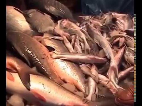 ಫಾರ್ಮಾಲಿನ್ ಕುರಿತು ಕೆಲವು ಮಾಹಿತಿಗಳು