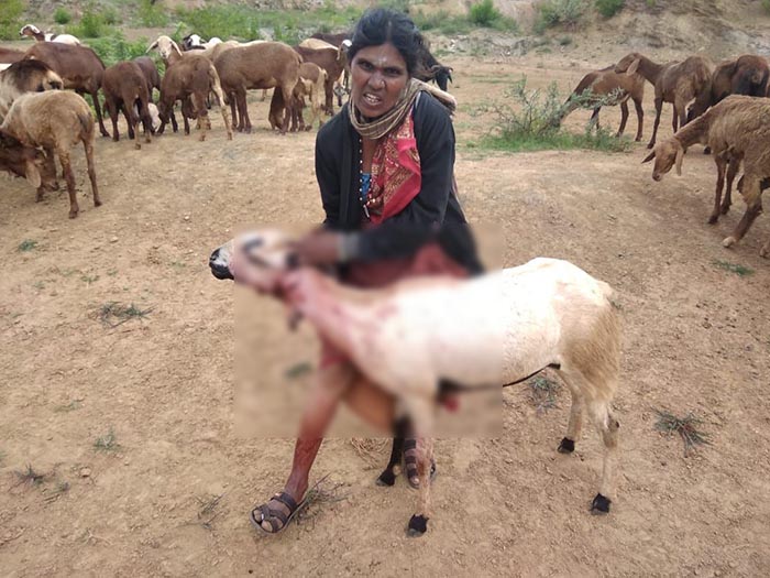 ಸಖರಾಯಪಟ್ಟಣ: 10 ಕ್ಕೂ ಹೆಚ್ಚು ಕುರಿಗಳ ಮೇಳೆ ದಾಳಿ ಮಾಡಿದ ತೋಳ