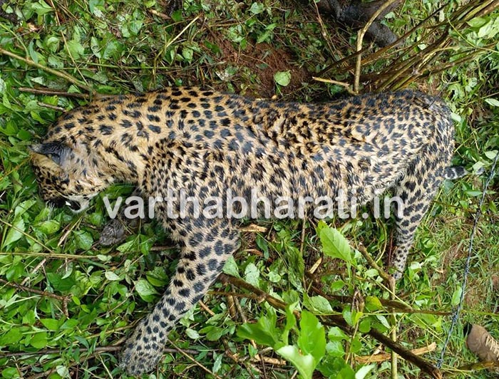 ಹಾಸನ: ಉರುಳಿಗೆ ಬಿದ್ದು ಚಿರತೆ ಸಾವು