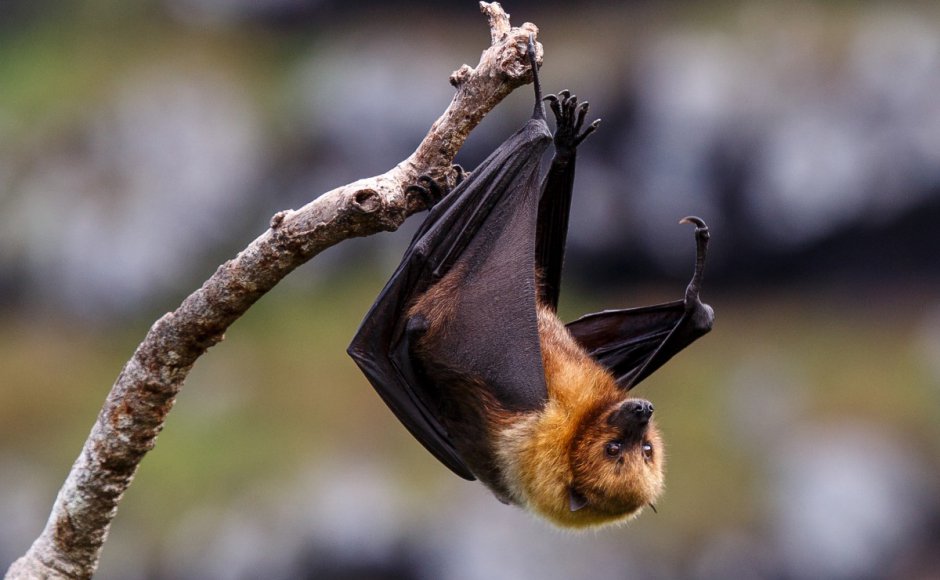 ನಿಪಾಹ್: ಬಾವಲಿಗಳ ದೇಹದ್ರವದ ಪರೀಕ್ಷೆ ವರದಿ ನೆಗೆಟಿವ್