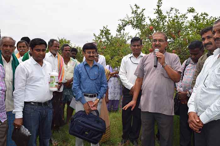 ​ರಾಸಾಯನಿಕ ಗೊಬ್ಬರ ಬಳಕೆಯಿಂದ ದಾಳಿಂಬೆ ಬೆಳೆಗೆ ಸೊರಗು ರೋಗ