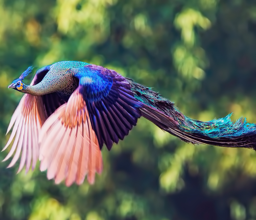 ನವಿಲುಗಳ ಜೀವನ ರಹಸ್ಯದತ್ತ...!