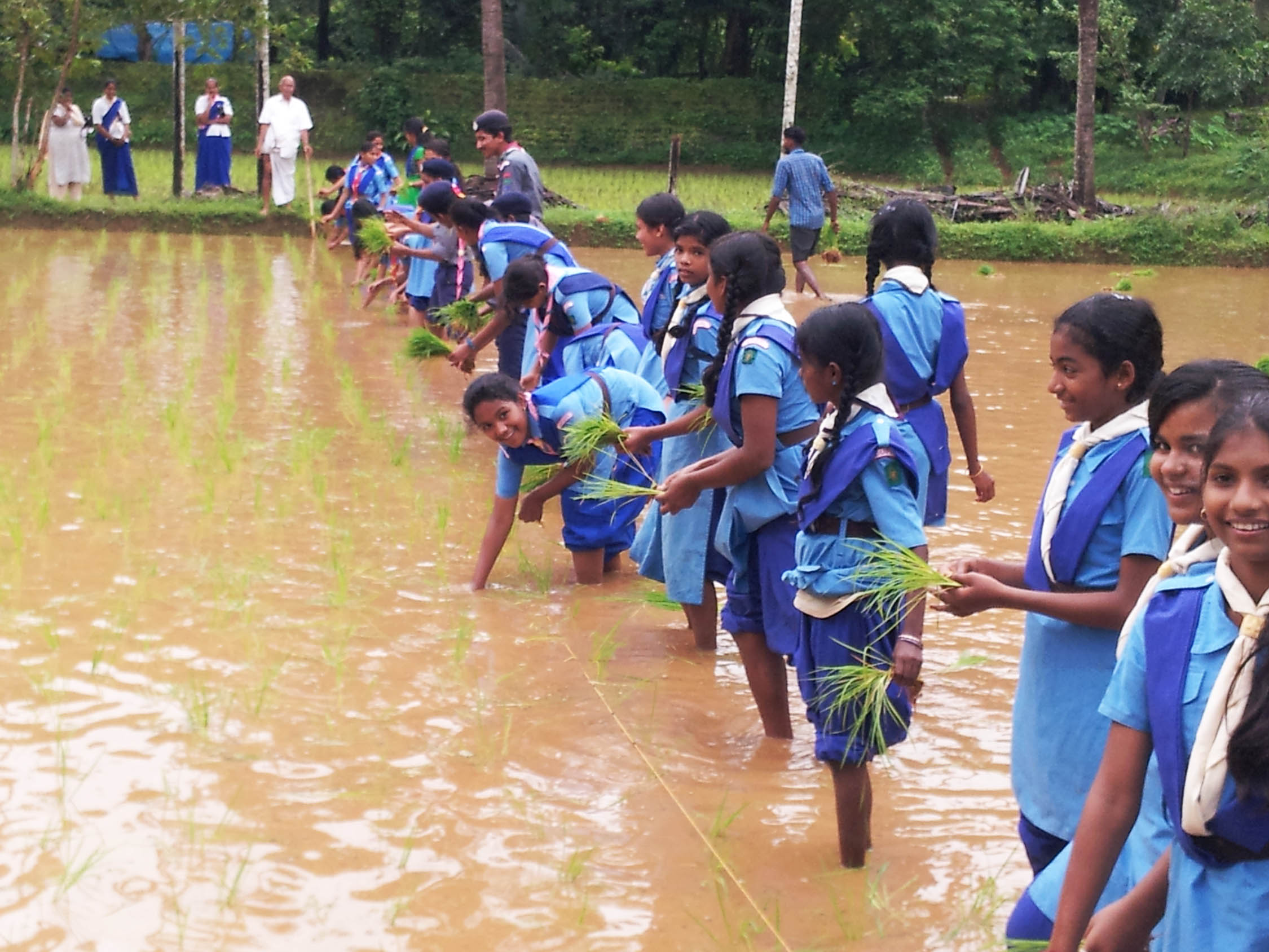 ಉಡುಪಿ: ಗದ್ದೆಗಿಳಿದು ನೇಜಿ ನೆಟ್ಟ ಸ್ಕೌಟ್, ಗೈಡ್ ವಿದ್ಯಾರ್ಥಿಗಳು