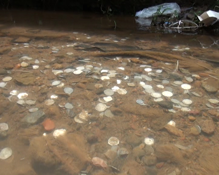 ಮಡಿಕೇರಿ: ತೋಡಿನಲ್ಲಿ ಪತ್ತೆಯಾದ ದೇವಾಲಯದ ನಾಣ್ಯ, ವಸ್ತುಗಳು