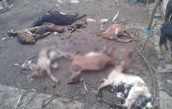 ಚಾಮರಾಜನಗರ: ರೋಗಕ್ಕೆ ತುತ್ತಾಗಿ 40 ಕುರಿಗಳ ಸಾವು