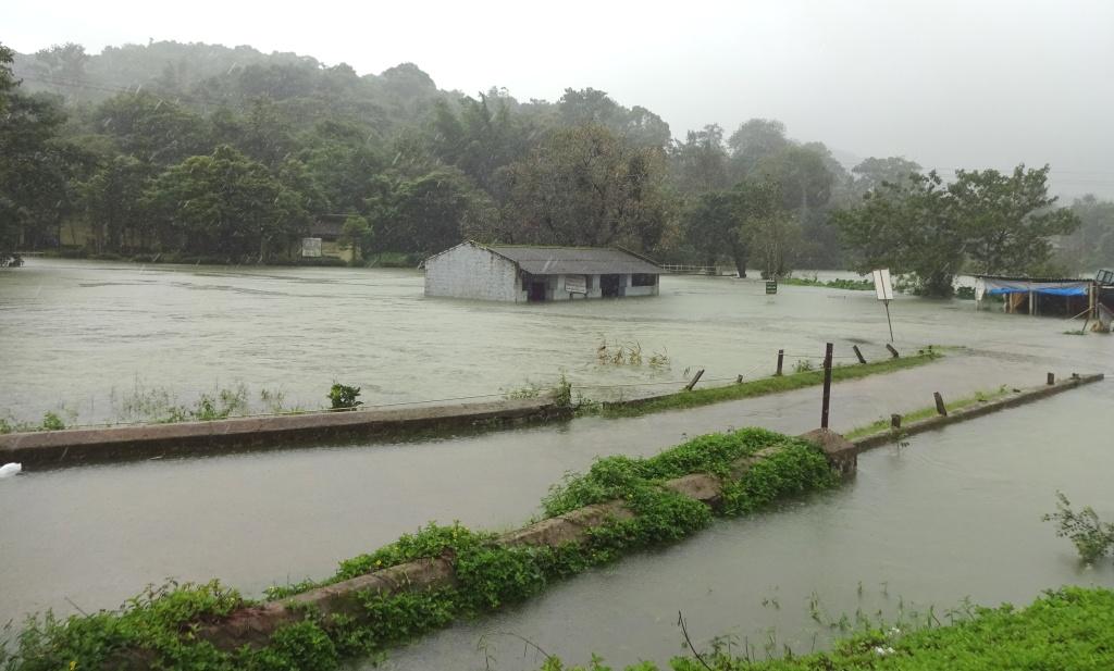 ಕೊಡಗಿನಲ್ಲಿ ಮುಂದುವರೆದ ಧಾರಾಕಾರ ಮಳೆ: ರಸ್ತೆಗುರುಳಿದ ಮರಗಳು