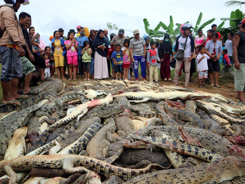 ಬರೋಬ್ಬರಿ 292 ಮೊಸಳೆಗಳನ್ನು ಹೊಡೆದು ಕೊಂದ ಗುಂಪು