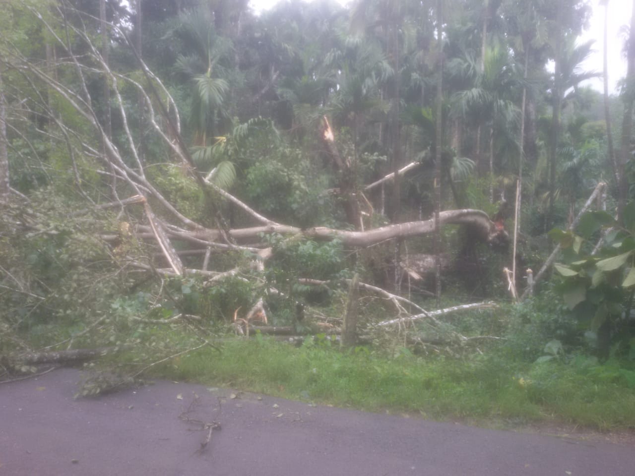 ಚಿಕ್ಕಮಗಳೂರು: ಮಳೆಯಿಂದ ನಲುಗಿದ್ದ ಜನತೆಗೆ ಸದ್ಯ ಗಾಳಿಯ ಭೀತಿ; ಹಲವೆಡೆ ಧರೆಗುರುಳಿದ ಮರಗಳು