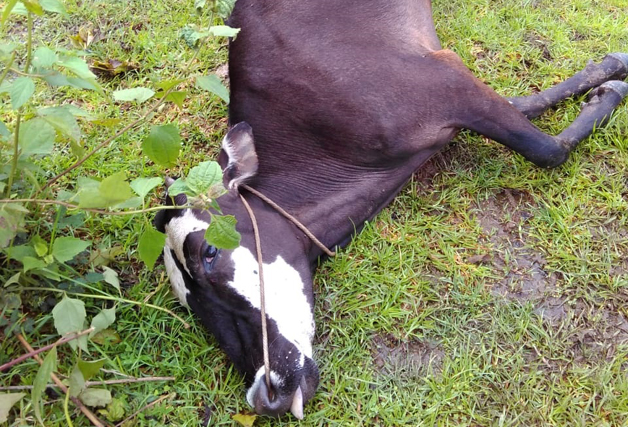 ಮಡಿಕೇರಿ: ವಿಷಮಿಶ್ರಿತ ಹಲಸಿನ ಬೀಜ ತಿಂದು ಐದು ಹಸುಗಳು ಸಾವು; ದೂರು ದಾಖಲು