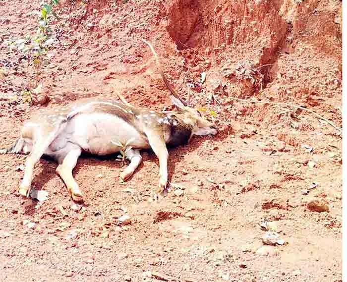 ಶಿವಮೊಗ್ಗ: ಕಾಲುಜಾರಿ ಬಿದ್ದು ಜಿಂಕೆ ಸಾವು