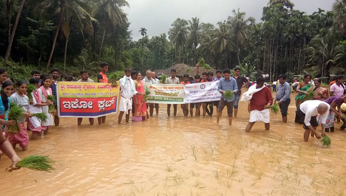 ಗದ್ದೆಯಲ್ಲಿ ನೇಜಿ ನಾಟಿ ಮಾಡಿ, ಕೆಸರಿನಲ್ಲಿ ಮಿಂದು ಸಂಭ್ರಮಿಸಿದ ಪೆರ್ನೆ ಶಾಲಾ ವಿದ್ಯಾರ್ಥಿಗಳು
