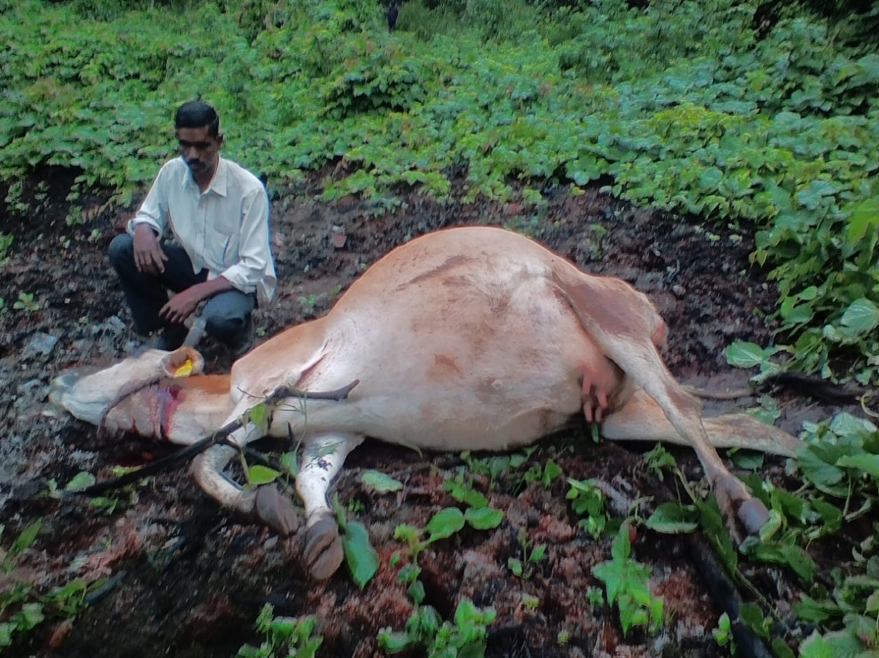 ಮಡಿಕೇರಿ: ಹುಲಿದಾಳಿಗೆ ಹಸು ಬಲಿ