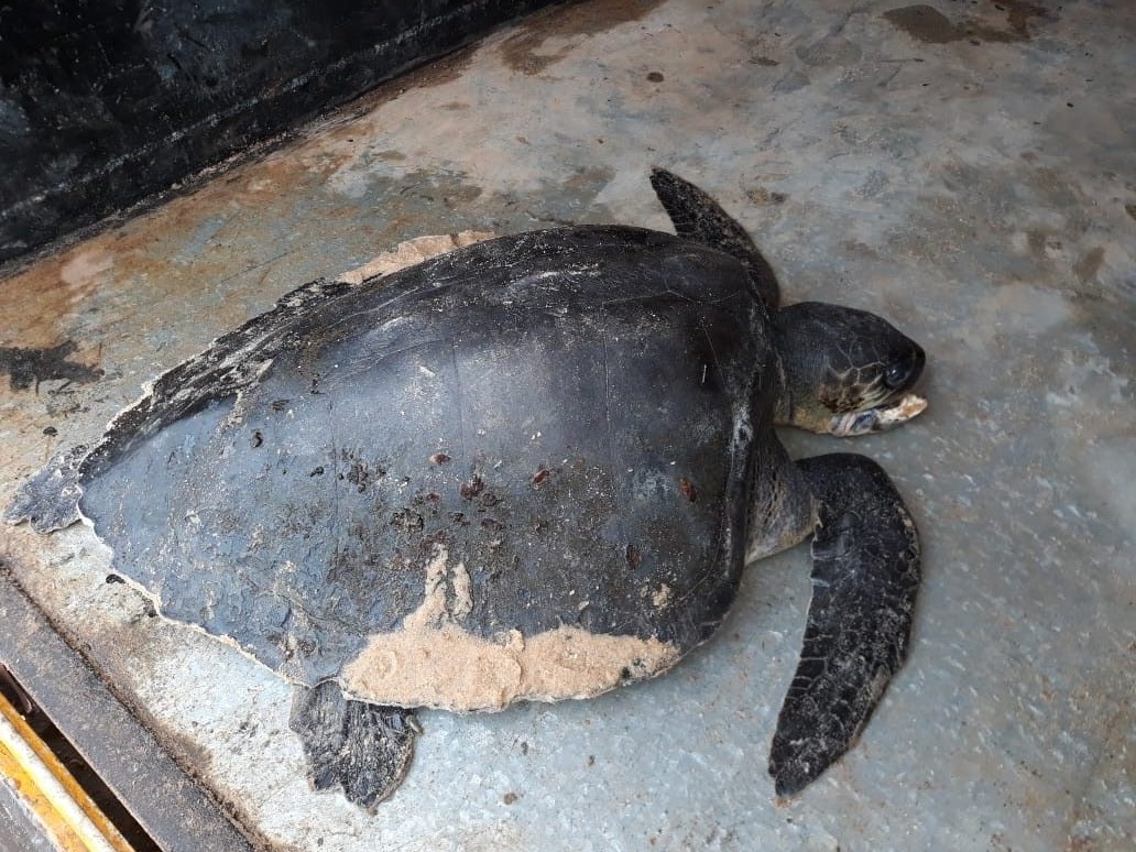 ಗಂಗೊಳ್ಳಿ: ಗಾಯಗೊಂಡ ಕಡಲಾಮೆಗೆ ಚಿಕಿತ್ಸೆ