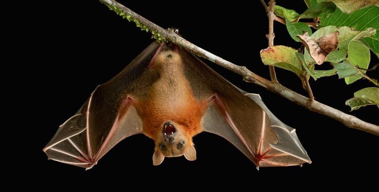 ನಿಪಾಹ್ ವೈರಸ್ ಹಬ್ಬಲು ಬಾವಲಿ ಕಾರಣ: ಐಎಂಸಿಆರ್ ವರದಿ