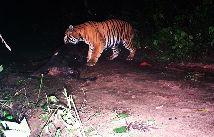 ಮಡಿಕೇರಿ: ಮೀನುಕೊಲ್ಲಿ ವ್ಯಾಪ್ತಿಯಲ್ಲಿ ಆತಂಕ ಮೂಡಿಸಿದ ಹುಲಿ; ಅರಣ್ಯ ಇಲಾಖೆ ಕಟ್ಟೆಚ್ಚರ