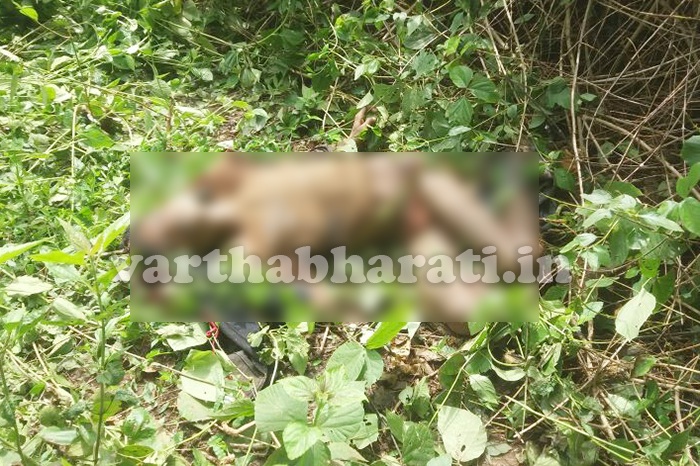 ಮಡಿಕೇರಿ: ಕಾಡಾನೆ ದಾಳಿಗೆ ಗಿರಿಜನ ಕಾರ್ಮಿಕ ಬಲಿ