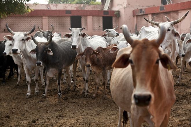 ಗೋಹತ್ಯೆ ಭಯೋತ್ಪಾದನೆಗಿಂತ ದೊಡ್ಡ ಅಪರಾಧ ಎಂದ  ಬಿಜೆಪಿ ಶಾಸಕ!