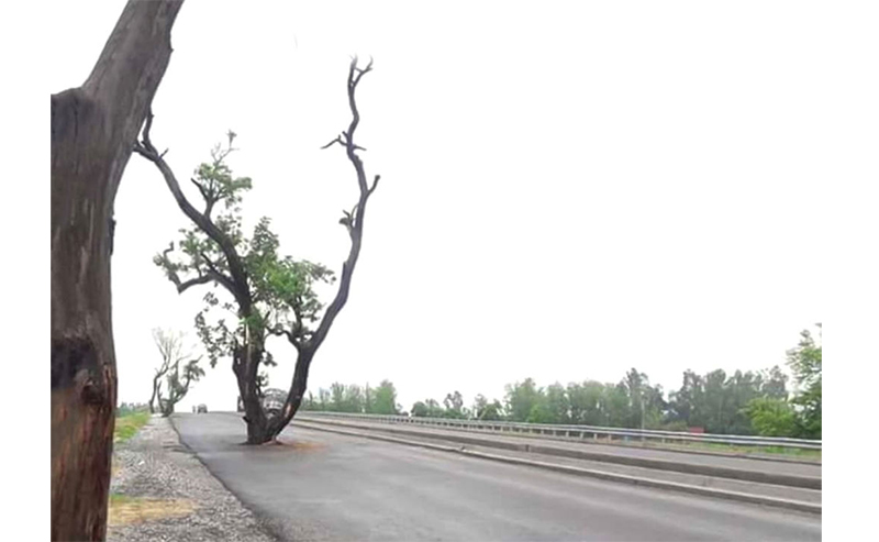 ಉತ್ತರ ಪ್ರದೇಶ: ರಾಷ್ಟ್ರೀಯ ಹೆದ್ದಾರಿಯ ಮಧ್ಯೆಯೇ ಮಾವಿನ ಮರ!