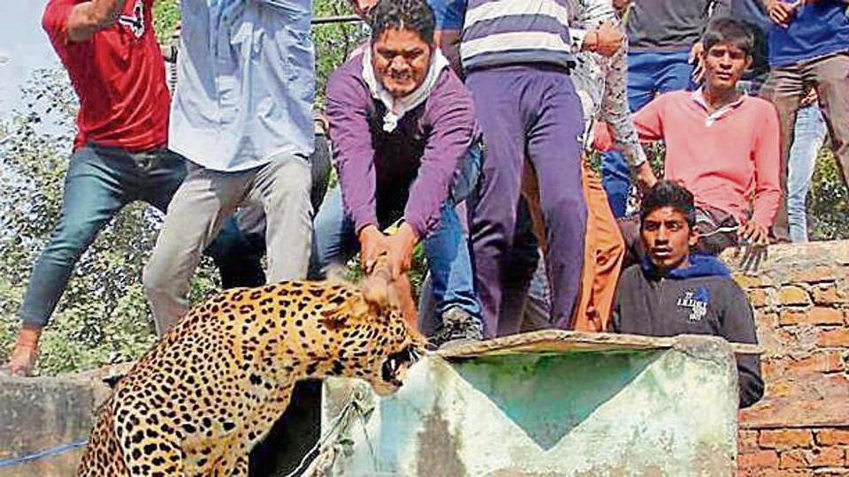 ಪ್ರಾಣಿ ಹಿಡಿಯುವ ಸಂದರ್ಭ ಜನ ಜಮಾವಣೆ: ಕಲಂ 144 ಬಳಸಲು ವನ್ಯಜೀವಿ ಮಂಡಳಿ ಶಿಫಾರಸು