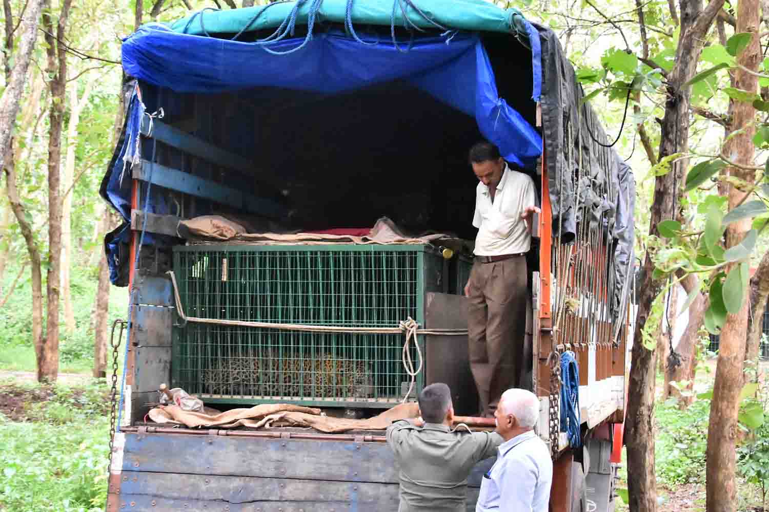 ಅಹಮದಾಬಾದ್‍ಗೆ ಶಿವಮೊಗ್ಗದಿಂದ 6 ಚಿರತೆಗಳ ರವಾನೆ