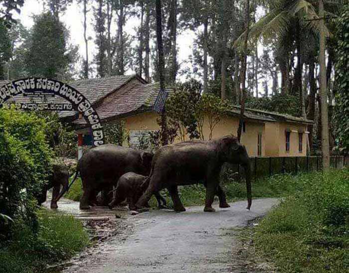 ಮಡಿಕೇರಿ: ಸರಕಾರಿ ಶಾಲಾ ಆವರಣದಲ್ಲೇ ಕಾಡಾನೆಗಳ ಹಿಂಡು; ಬೆಚ್ಚಿ ಬಿದ್ದ ಗ್ರಾಮಸ್ಥರು