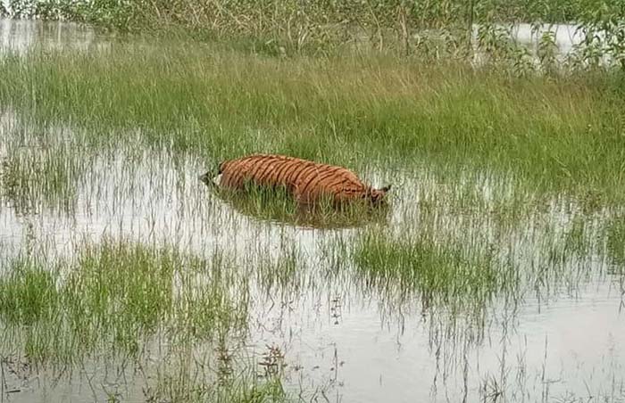 ಮೈಸೂರು: ಕಬಿನಿ ಹಿನ್ನೀರಿನಲ್ಲಿ ಗಂಡು ಹುಲಿಯ ಮೃತದೇಹ ಪತ್ತೆ