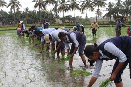 ಶ್ರೀರಂಗಪಟ್ಟಣ: ವಿ.ಸಿ.ಫಾರಂ ವಿದ್ಯಾರ್ಥಿಗಳಿಂದ ಭತ್ತದ ನಾಟಿ; ರೈತರಿಗೆ ಕೃಷಿ ತಾಂತ್ರಿಕತೆ ಬಗ್ಗೆ ಜಾಗೃತಿ