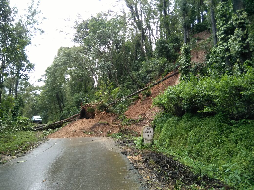 ಭಾರೀ ಮಳೆಗೆ ಮಲೆನಾಡು ತತ್ತರ: ಧರೆಗುರುಳಿದ ಮರಗಳು, ವಾಹನ ಸಂಚಾರಕ್ಕೆ ಅಡಚಣೆ