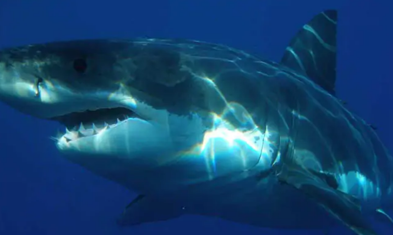 ಪಶ್ಚಿಮ ಫ್ರಾನ್ಸ್ ಸಾಗರದಲ್ಲಿ ವಿರಳ ಬಾಸ್ಕಿನ್ ಶಾರ್ಕ್‌ಗಳನ್ನು ಪತ್ತೆಹಚ್ಚಿದ ಉಪಗ್ರಹಗಳು