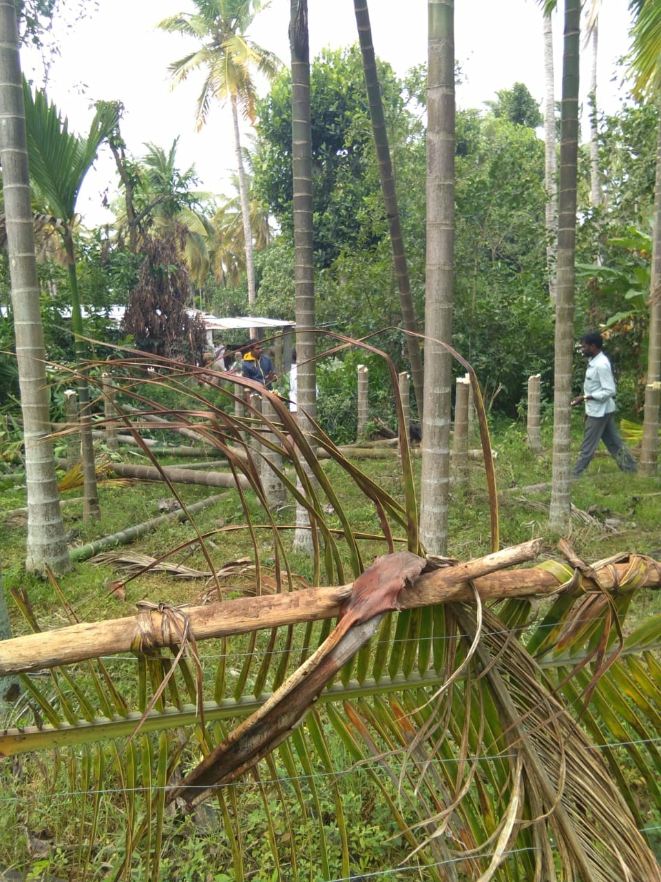 ದಾವಣಗೆರೆ: ನೂರಾರು ಅಡಿಕೆ ಮರಗಳನ್ನು ಕಡಿದ ದುಷ್ಕರ್ಮಿಗಳು