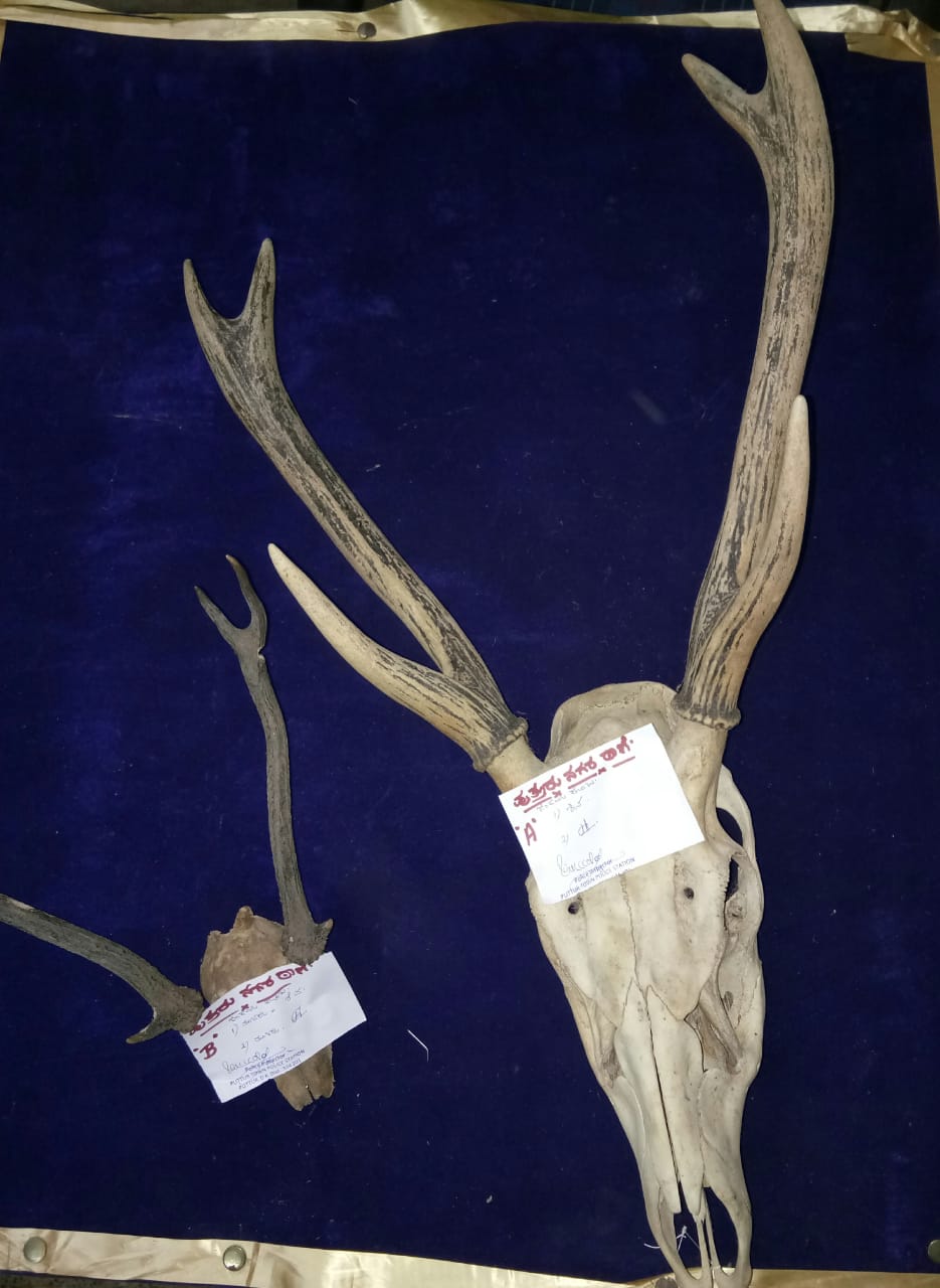 ಜಿಂಕೆ ಕೊಂಬು ಮಾರಾಟ: ನಾಲ್ವರು ಆರೋಪಿಗಳ ಬಂಧನ