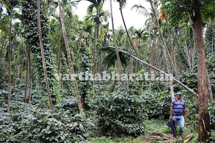 ಕಳಸ: ಭೂ ಕುಸಿತಕ್ಕೆ ರೈತ ಕುಟುಂಬಗಳು ಕಂಗಾಲು