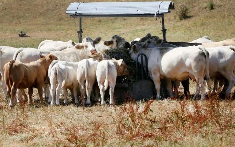 ಶತಮಾನದಲ್ಲೇ ಅತ್ಯಧಿಕ ತಾಪಮಾನಕ್ಕೆ ಯೂರೋಪ್ ರೈತರು ಕಂಗಾಲು; ಜಾನುವಾರುಗಳಿಗೆ ತಿನ್ನಲು ಮೇವೂ ಇಲ್ಲ