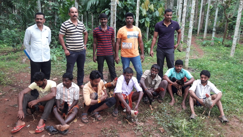 ಕೋಳಿ ಅಂಕಕ್ಕೆ ಪೊಲೀಸ್ ದಾಳಿ: 8 ಮಂದಿ ಸೆರೆ