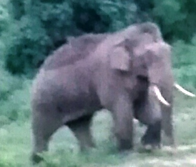 ಮೂಡಿಗೆರೆ: ನಿರಂತರ ಕಾಡಾನೆ ದಾಳಿಗೆ ತತ್ತರಿಸಿದ ಗ್ರಾಮಸ್ಥರು; ಅಧಿಕಾರಿಗಳ ನಿರ್ಲಕ್ಷ್ಯ ಆರೋಪ