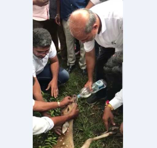 ಅಪಘಾತದಿಂದ ಜಿಂಕೆಗೆ ಗಾಯ: ಮಾನವೀಯತೆ ಮೆರೆದ ಸಚಿವ ಸಾ.ರಾ.ಮಹೇಶ್