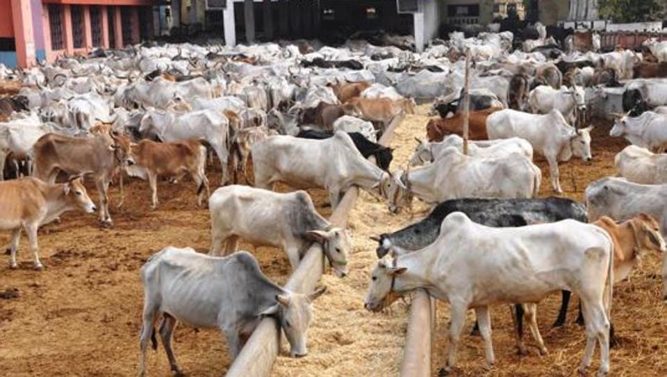 ಈ ರಾಜ್ಯದಲ್ಲಿ ಈಗ ಗೋರಕ್ಷಕರಿಗೆ ಐಡಿ ಕಾರ್ಡ್!