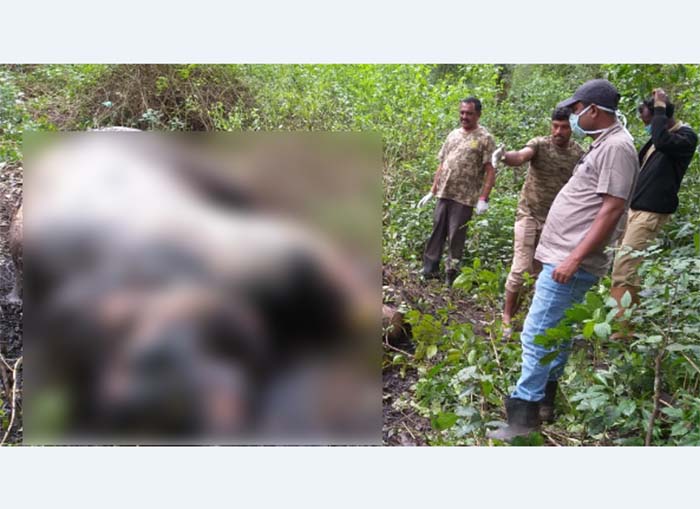 ಮಡಿಕೇರಿ: ಕೊಳೆತ ಸ್ಥಿತಿಯಲ್ಲಿ ಕಾಡಾನೆ ಕಳೇಬರ ಪತ್ತೆ