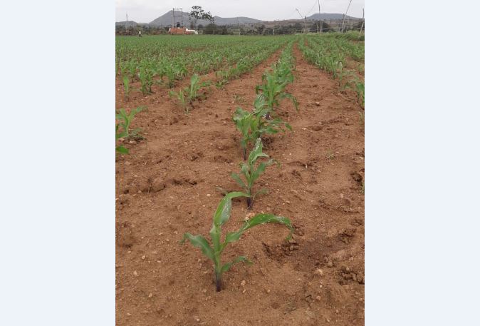 ಹನೂರು: ಮುಸುಕಿನ ಜೋಳಕ್ಕೆ ಸೈನಿಕ ಹುಳದ ಭಾದೆ; ಅಧಿಕಾರಿಗಳಿಂದ ಪರಿಶೀಲನೆ