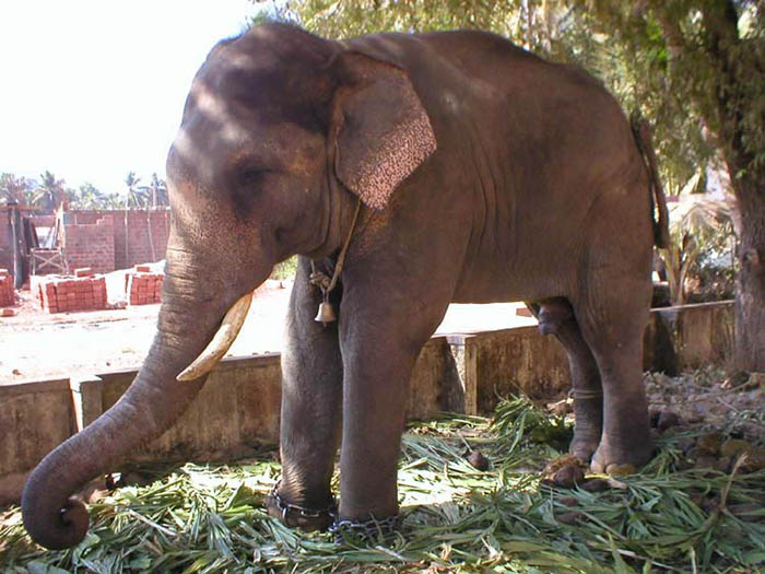 ಉಡುಪಿ ಮಠದ ‘ಲಕ್ಷ್ಮೀಶ’ ಸಾಕಾನೆ ಮತ್ತಿಗೋಡಿನಲ್ಲಿ ಸಾವು