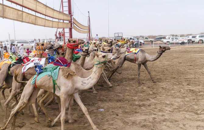 ಗಿನ್ನೆಸ್ ವಿಶ್ವ ದಾಖಲೆಗೆ ಸೇರಿದ ಸೌದಿಯ ಒಂಟೆ ಉತ್ಸವ