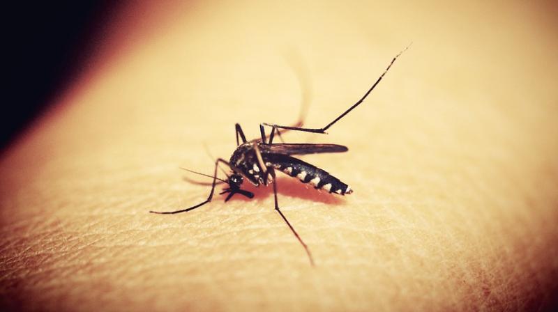 ರಾಜಸ್ಥಾನದಲ್ಲಿ ಮೊದಲ ಝೀಕಾ ವೈರಸ್ ಸೋಂಕು