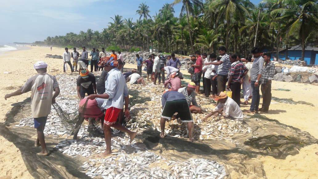 ಎರ್ಮಾಳು: ಮೀನುಗಾರರ ಬಲೆಗೆ ಹೇರಳ ಮೀನು