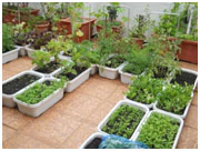 ಉಡುಪಿ: ಮನೆಯ ಮೇಲೊಂದು ತಾರಸಿ ತೋಟ