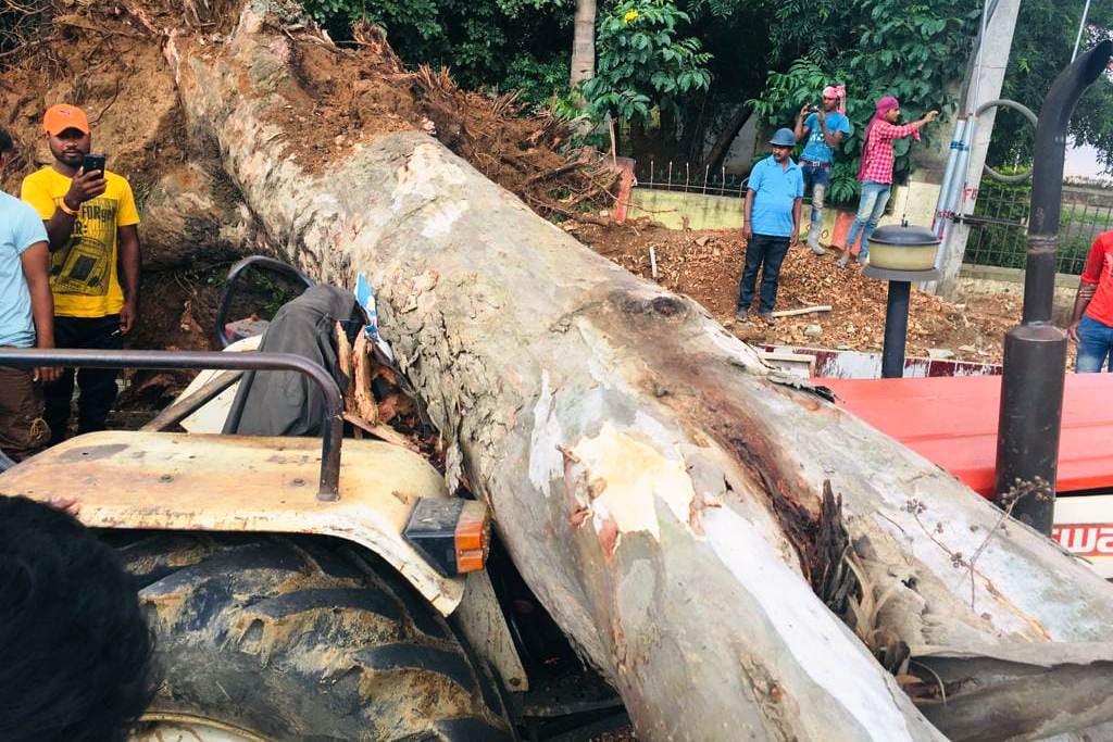 ಶಿವಮೊಗ್ಗ: ರಾಷ್ಟ್ರೀಯ ಹೆದ್ದಾರಿ ಮೇಲೆ ಉರುಳಿಬಿದ್ದ ಬೃಹದಾಕಾರದ ನೀಲಗಿರಿ ಮರ; ತಪ್ಪಿದ ಭಾರೀ ದುರಂತ