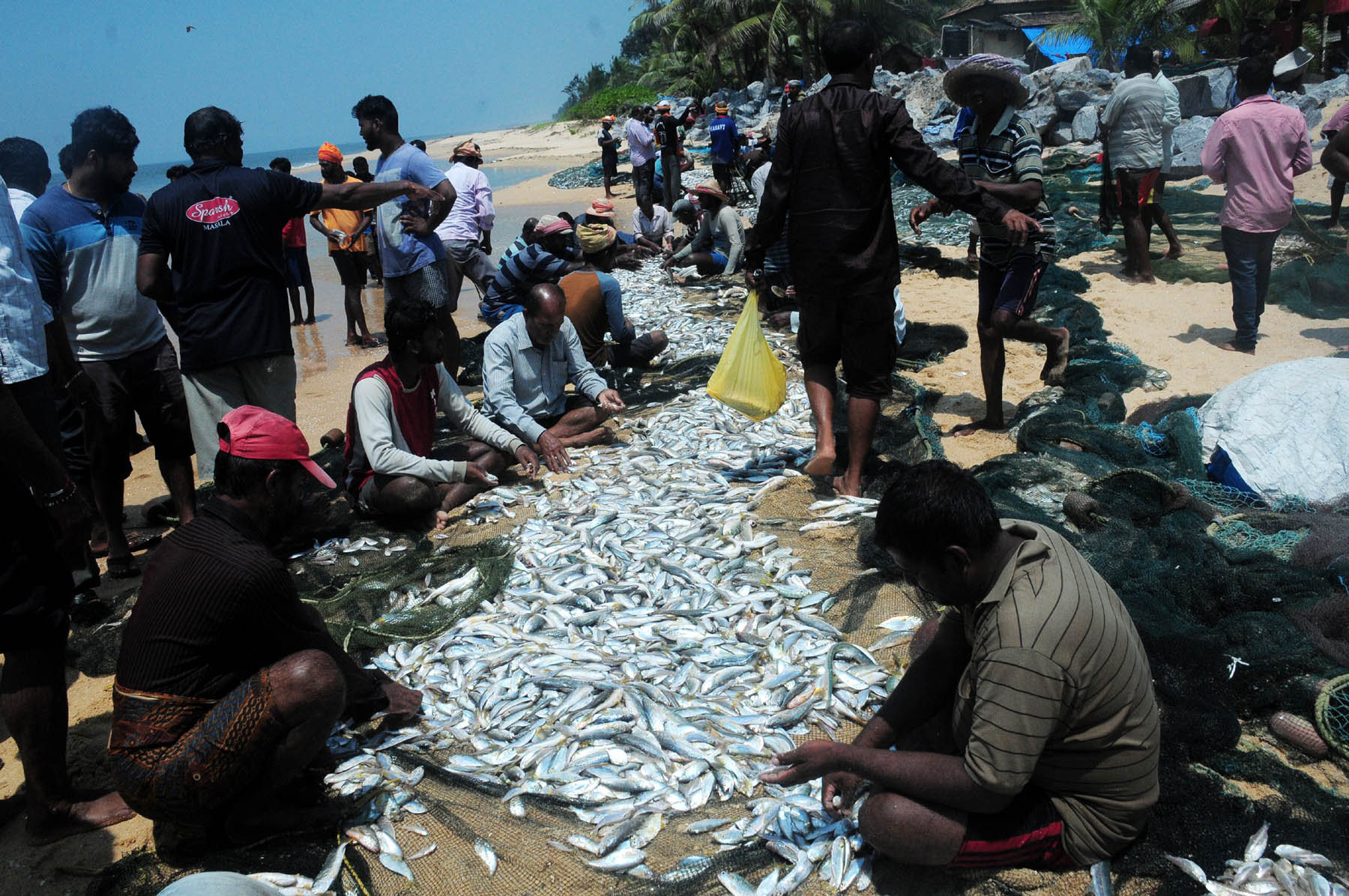ಮತ್ತೆ ಬಗೆ ಬಗೆಯ ಮೀನುಗಳು: ಟ್ರಾಲ್‍ಬೋಟ್ ನಿಷೇಧವೇ ಕಾರಣ