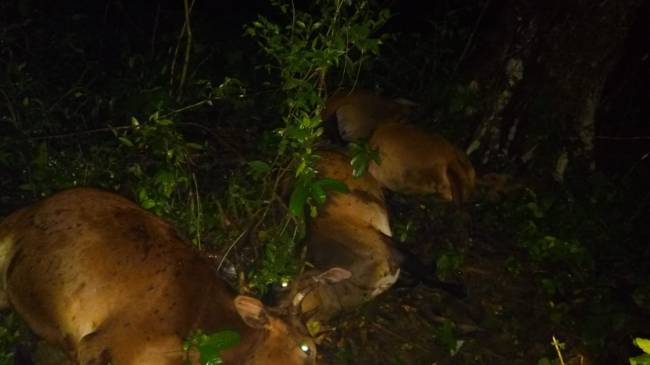ಮೂಡುಬಿದಿರೆ : ಸಿಡಿಲು ಬಡಿದು ಜಾನುವಾರುಗಳು ಸಾವು