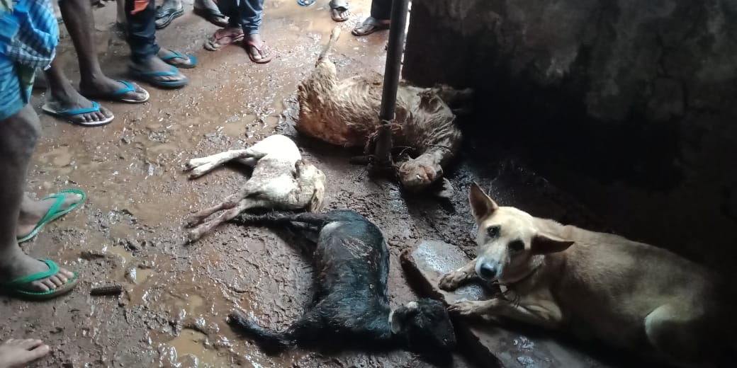 ಹನೂರು : ಭಾರಿ ಮಳೆಗೆ ಗೋಡೆ ಕುಸಿದು 1 ಹಸು, 3 ಕುರಿ ಸಾವು