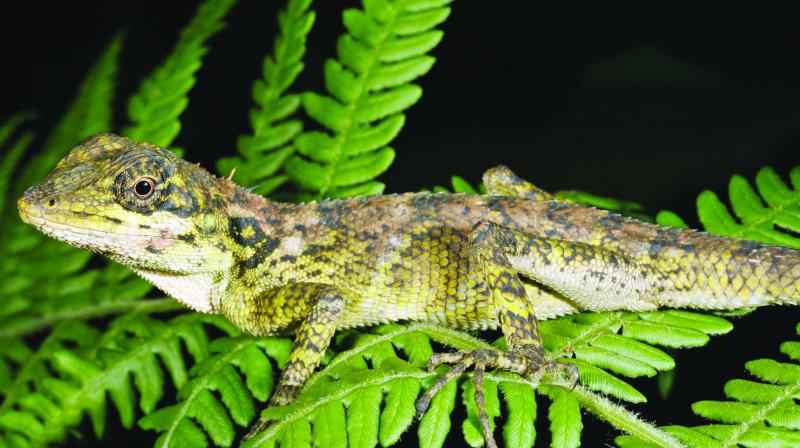 ಪಶ್ಚಿಮ ಘಟ್ಟದಲ್ಲಿ ಹಲ್ಲಿಯ ಹೊಸ ಎರಡು ಪ್ರಭೇದ ಪತ್ತೆ